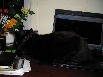 Della the cat