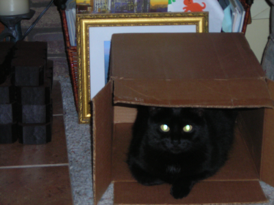 cat2